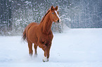 galloping warmblood