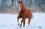 galloping warmblood