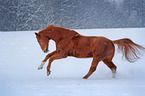 galloping warmblood