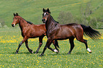 2 warmbloods