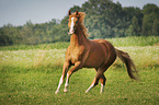 trotting warmblood