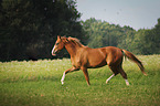 trotting warmblood