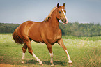 trotting warmblood