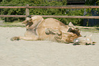 rolling warmblood