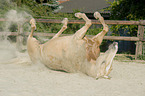 rolling warmblood