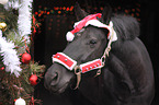 warmblood portrait at christmas