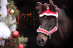 warmblood portrait at christmas