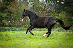 galloping warmblood