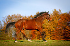 galloping warmblood