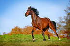 galloping warmblood