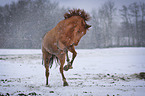 bucking warmblood