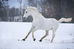 horse in the snow