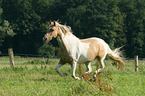 galloping warmblood