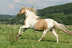 galloping warmblood