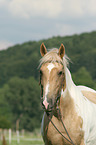 warmblood portrait