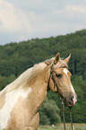 warmblood portrait