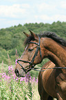 warmblood portrait