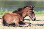 warmblood foal