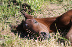 warmblood foal