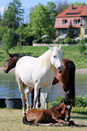 horses