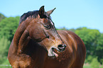 warmblood portrait