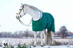 horse with winter blanket