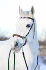 horse with hackamore