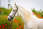 warmblood portrait