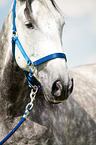 warmblood portrait