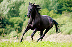 galloping warmblood