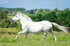 galloping warmblood