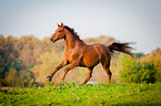 galloping warmblood