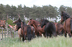 herds of horses