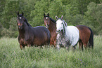 standing horses