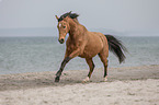 galloping warmblood