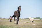 Warmblood in the meadow