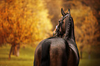 Warmblood Horse