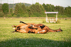 lying Warmblood Horse