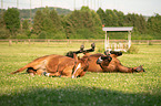 lying Warmblood Horse