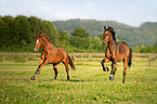 running Warmblood Horse