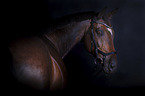 Warmblood portrait