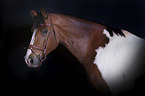 Warmblood portrait