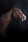 Warmblood portrait