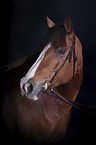 Warmblood portrait