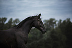 Warmblood portrait