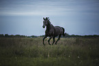 galloping Warmblood