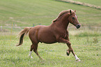 running Warmblood