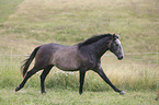 running Warmblood