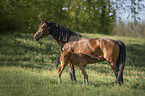 mare with foal