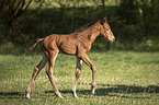 walking Warmblood foal